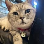 狂拽酷帅猫界虎霸总头像