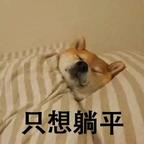 命运专戏大馋猪头像