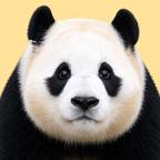 卡卡福头像