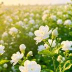 茉莉花头像