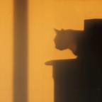 银河猫系头像