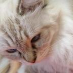 猫猫运气嘎嘎好头像