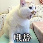 我家不靠谱先生头像