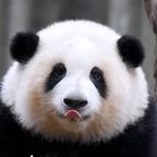 一麻袋好运ᵔᴥᵔ头像