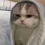 豹豹猫猫，我出生啦！头像
