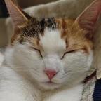 爱玩钢丝球的笨笨猫头像
