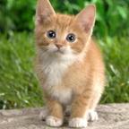 爱情三角猫头像