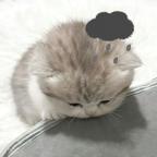 Aurora头像