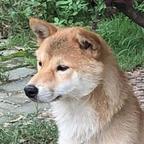 大黄头像