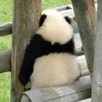 Guanine头像