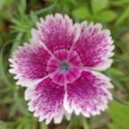 莲子芯头像