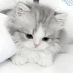 小猫不记大人过、头像