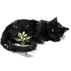 黑猫🫧头像