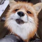 鹜猫头像