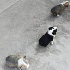 晴魿头像
