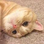 一只小猫条吖头像