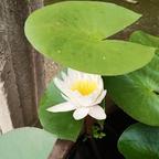紫粉怡1头像