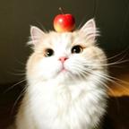 苹果小猫头像