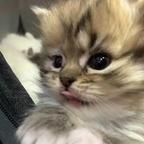欲亲意头像
