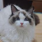 奶豆的猫猫头像