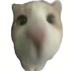 小猫头像