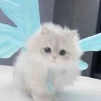 一颗m豆。头像