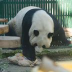 阿巴阿巴巴巴布头像