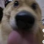 为什么恋爱脑被删了。头像
