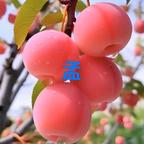 。心忆。头像