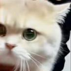 Oππ头像