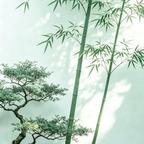 昊林晴竹头像