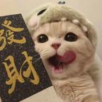 叮当🐱没有百宝袋头像