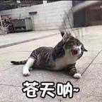 怎么能快乐头像