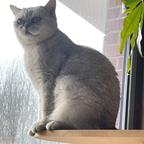 披萨猫🐱头像