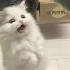碎碎冰头像