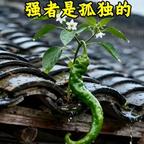 淡然一笑头像