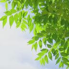 晚风头像
