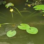 红果果头像