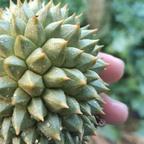 石榴花头像