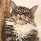 聚宝斋的萧渊崇头像