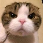 あざとかわいい头像