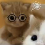 星星头像