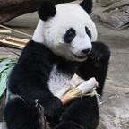 momo头像