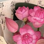 茯苓糕头像