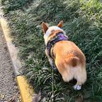 茭白的十六头像
