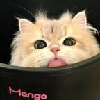♢cc🍊头像