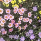 李金花🌸头像