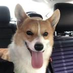 蛋蛋的狗蛋头像