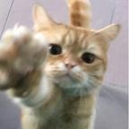 wawa锦鲤头像