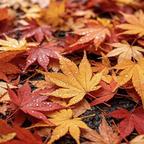 枫叶🍁头像
